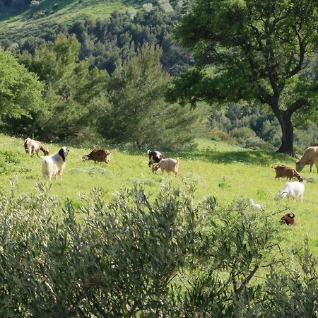 טרביסאצ'ה B&B Il Vigneto מראה חיצוני תמונה